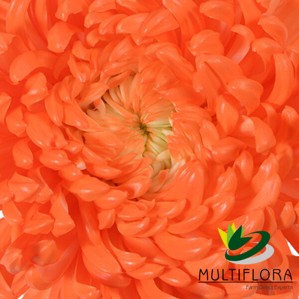 multiflora.com tiger orange tiger orange zoom
