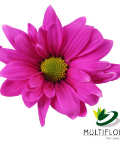 multiflora.com tntglitter dark pink poms daisy tinted hot pink 1