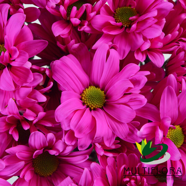 multiflora.com tntglitter dark pink poms daisy tinted hot pink 3