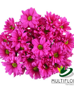 multiflora.com tntglitter dark pink poms daisy tinted hot pink 4