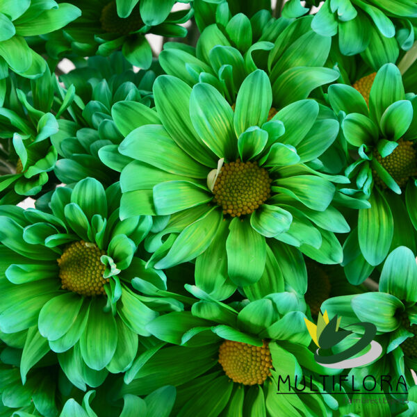 multiflora.com tntglitter green poms daisy tinted green 2