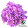 multiflora.com tntglitter light pink lavender 1