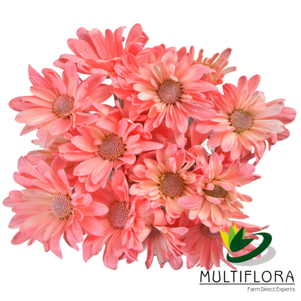 multiflora.com tntglitter light pink light pink 1