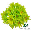 multiflora.com tntglitter lime green light green 1