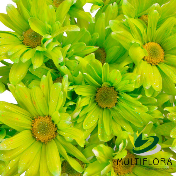 multiflora.com tntglitter lime green light green 2