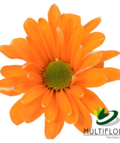 multiflora.com tntglitter orange poms daisy tinted orange 1