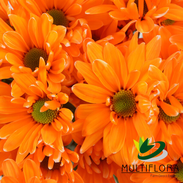 multiflora.com tntglitter orange poms daisy tinted orange 3