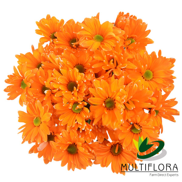 multiflora.com tntglitter orange poms daisy tinted orange 4