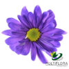 multiflora.com tntglitter purple poms daisy tinted purple 1