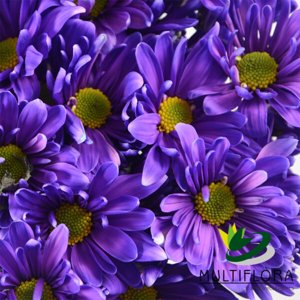 multiflora.com tntglitter purple poms daisy tinted purple 3