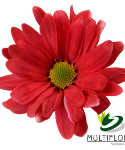 multiflora.com tntglitter red poms daisy tinted red 1