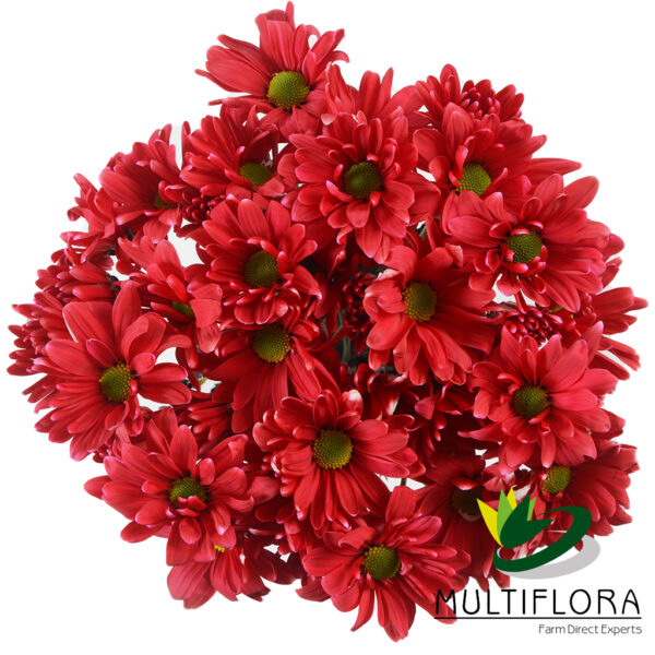multiflora.com tntglitter red poms daisy tinted red 2