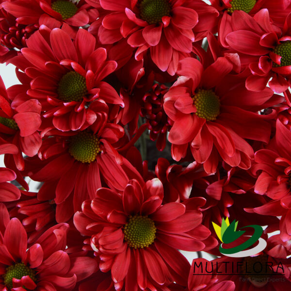 multiflora.com tntglitter red poms daisy tinted red 3