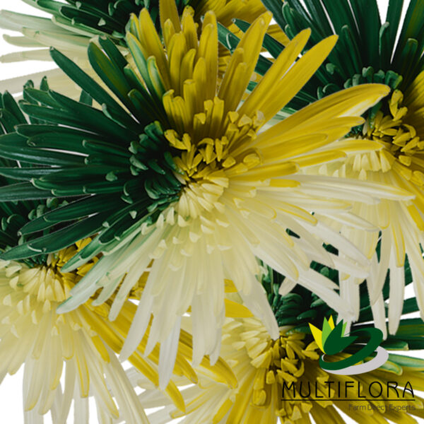 multiflora.com triagle painted fuji st.patricks day yellow green white 3