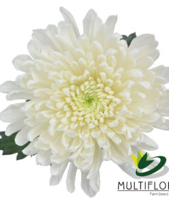 multiflora.com twister 2