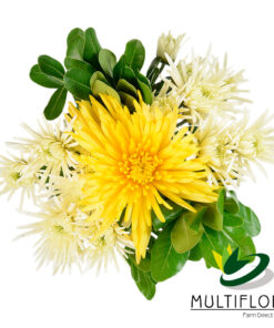 multiflora.com vibrant bqt vibrant