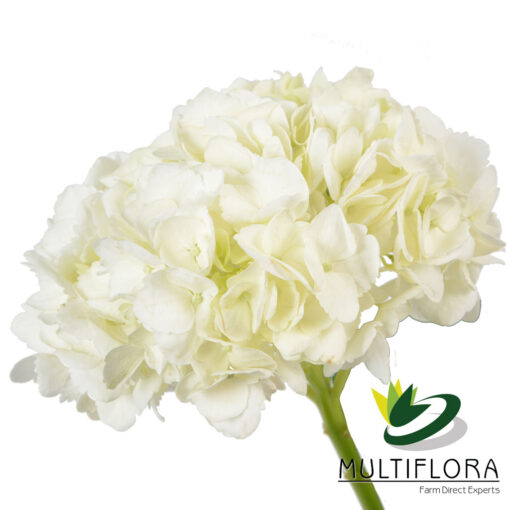 multiflora.com white 1