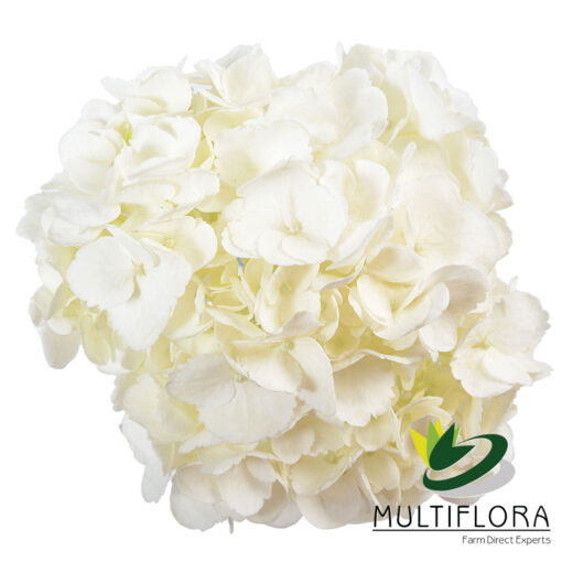 multiflora.com white 2