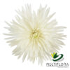 multiflora.com white anastasia 1