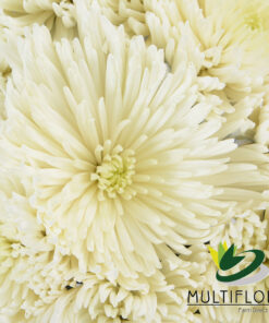 multiflora.com white anastasia 3