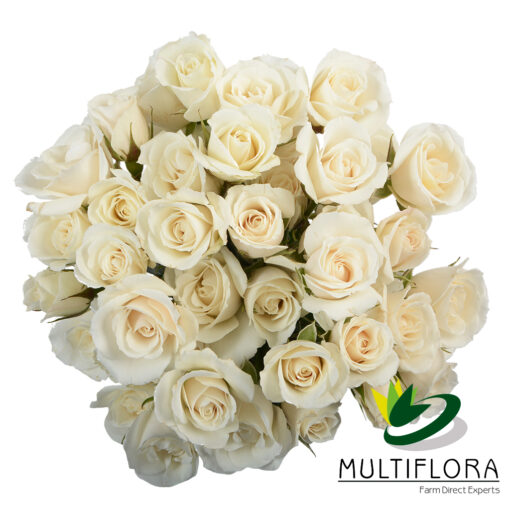 multiflora.com white majolika white majolika 1