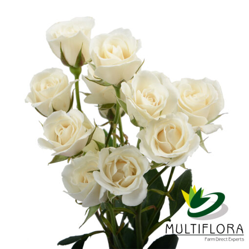 multiflora.com white majolika white majolika 3