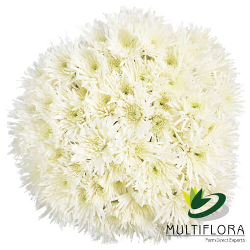 multiflora.com white needle wn2 1