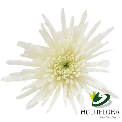 multiflora.com white needle wn4 1