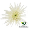 multiflora.com white needle wn4