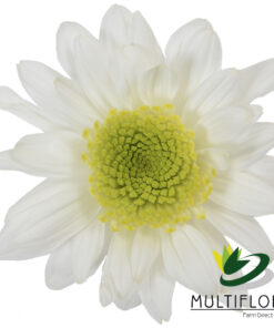 multiflora.com white secret ws1