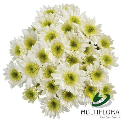 multiflora.com white secret ws2