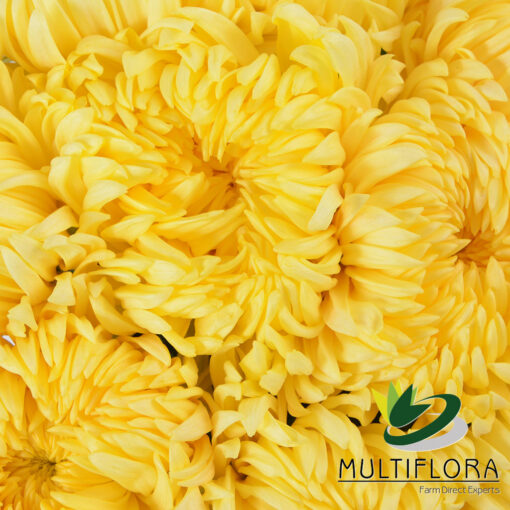 multiflora.com yellow albatros 3