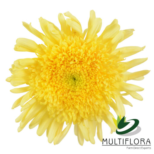 multiflora.com yellow eleonora 1