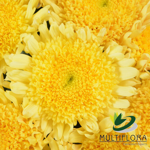multiflora.com yellow eleonora 3