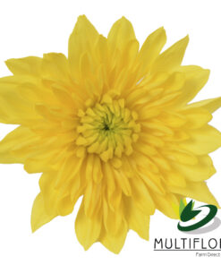 multiflora.com yellow polaris yp 2