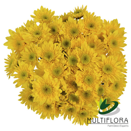 multiflora.com yellow polaris yp 3