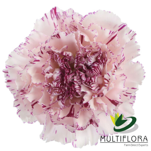 multiflora.com yukari yukari 3 1
