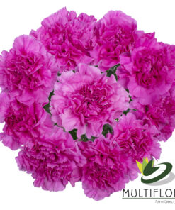 www.vistaflor.com farida farida 1