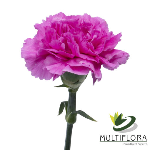 www.vistaflor.com farida farida 2
