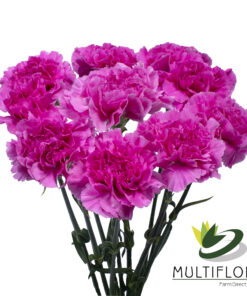 www.vistaflor.com farida farida