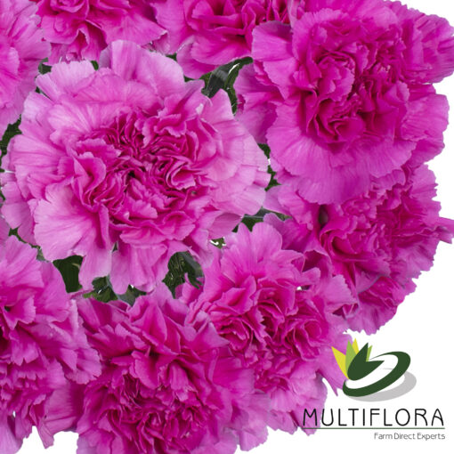 www.vistaflor.com farida farida 4