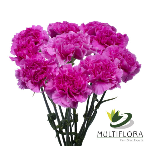 www.vistaflor.com farida farida