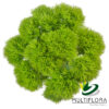 multiflora.com consumer bunches green ball formato web logo multiflora