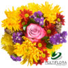 multiflora.com marigold marigold