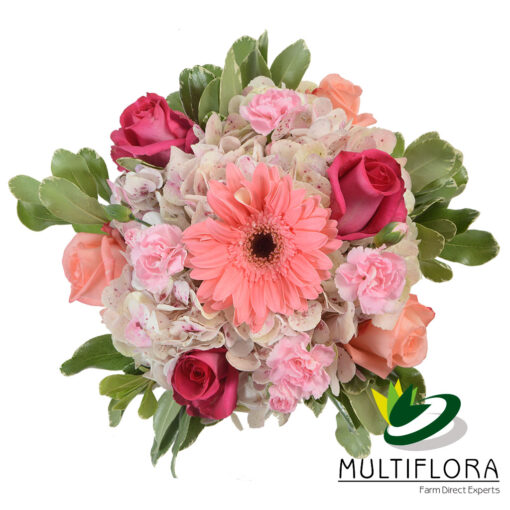 multiflora.com sofia producto 1 sofia