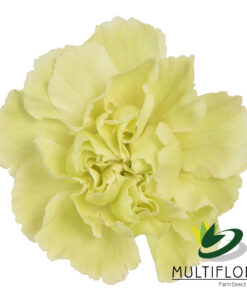 multiflora.com brocoli 4