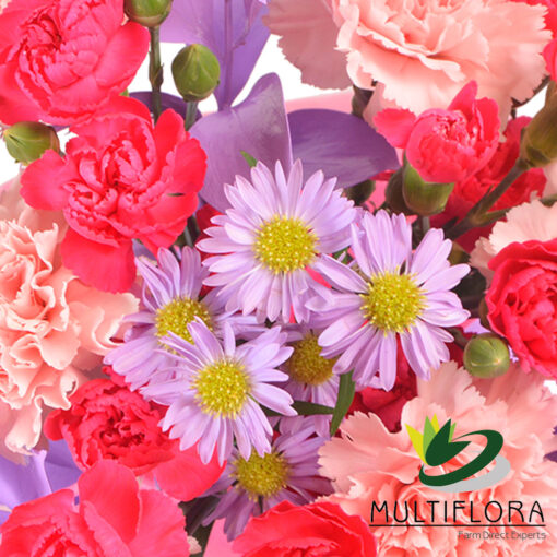 multiflora.com amada bqt amada zoom