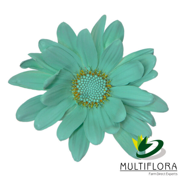 multiflora.com aquamarine daisy cb easter daisy aquamarine 1