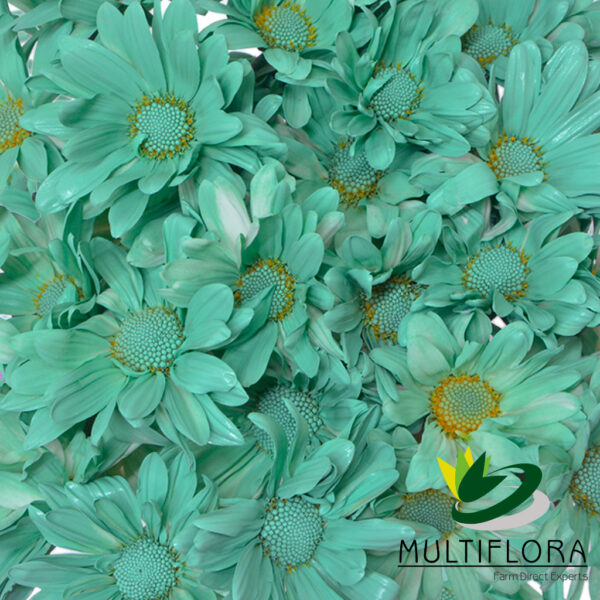 multiflora.com aquamarine daisy cb easter daisy aquamarine 3