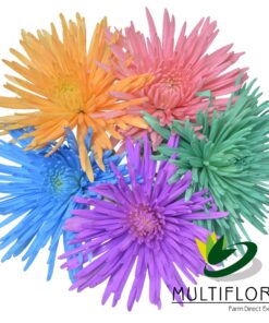 multiflora.com consumer bunches painted spider disbud easter 5st
